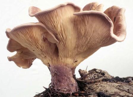    Lentinus torulosus (Panus conchatus)